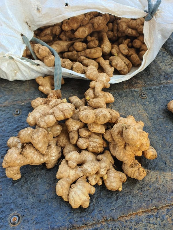 Ginger Root from South Africa